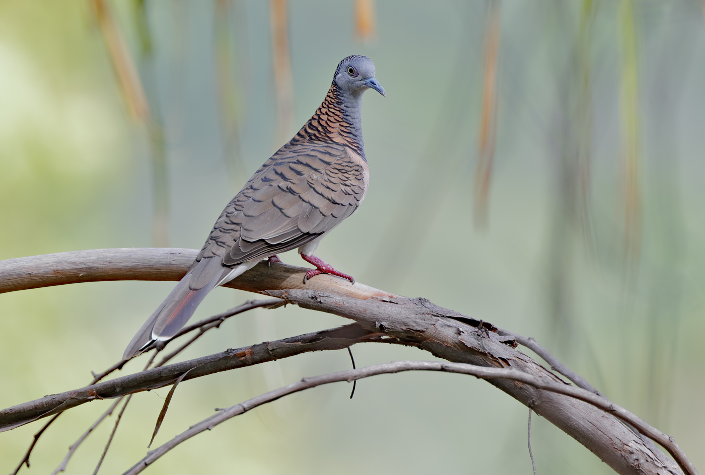 Bar-shouldered Dove (Image ID 31697)