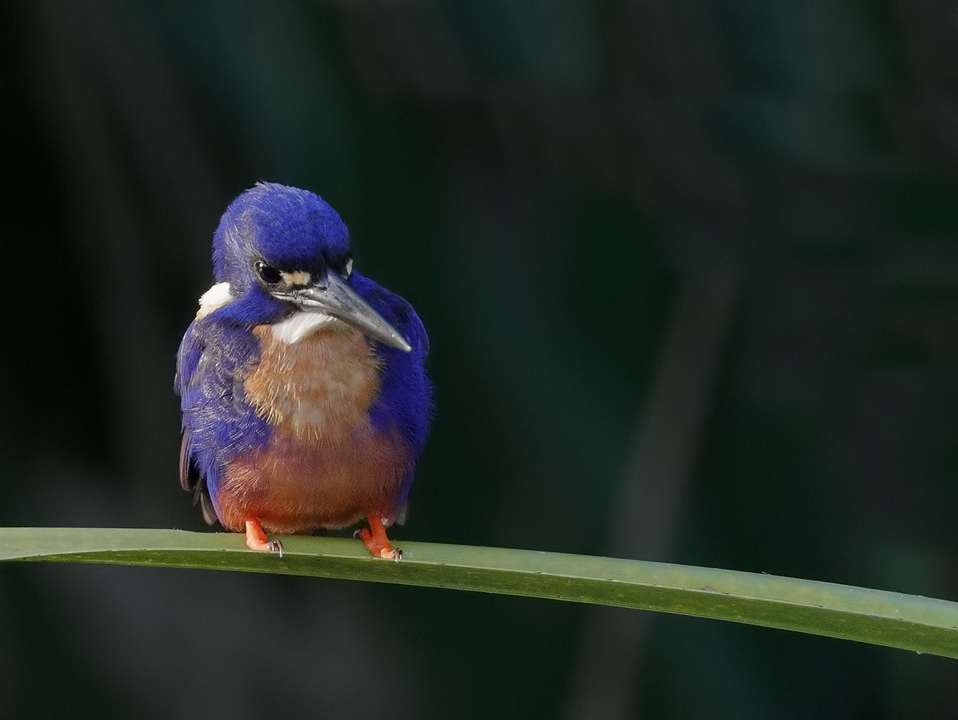 Azure Kingfisher (Image ID 31750)