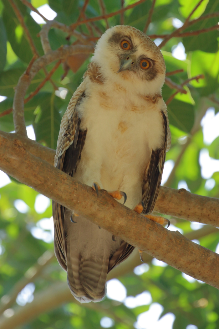 Rufous Owl (Image ID 32402)