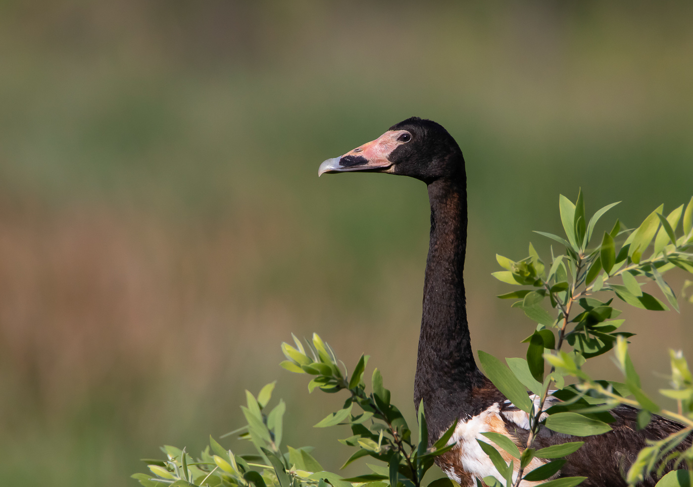 Magpie Goose (Image ID 32393)