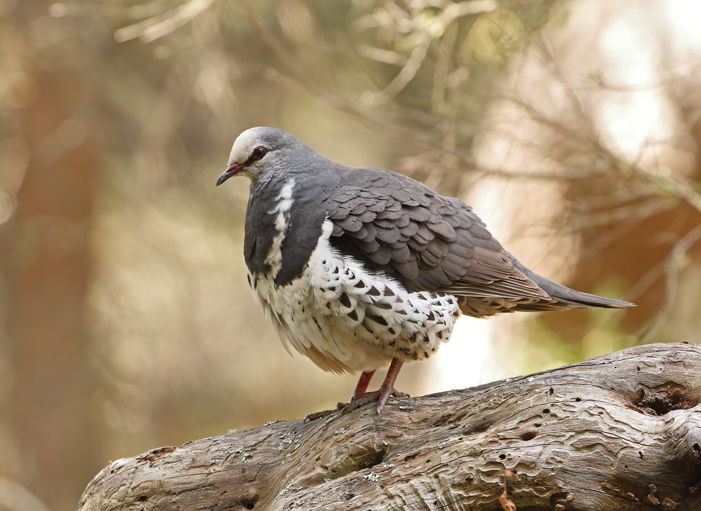 Wonga Pigeon (Image ID 32314)
