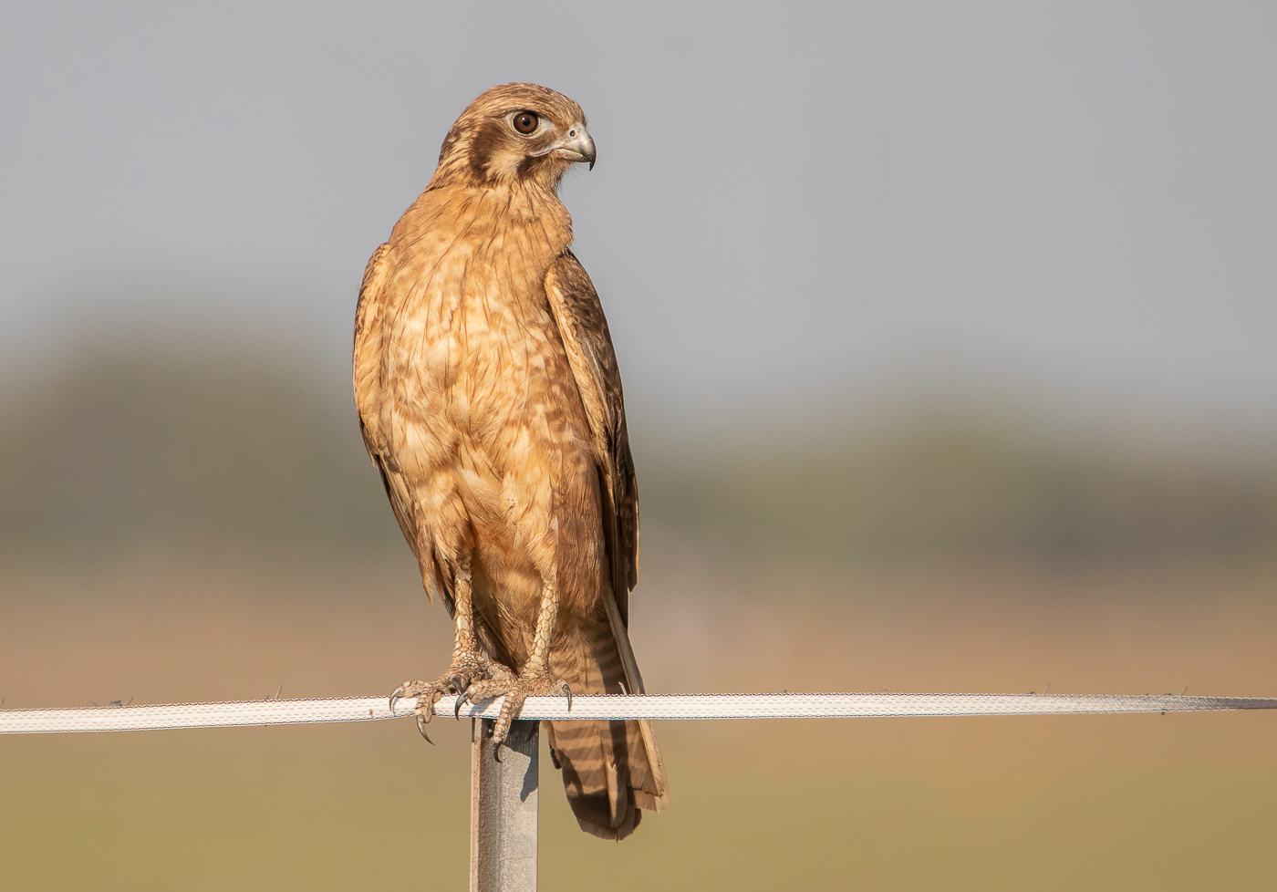 Brown Falcon (Image ID 32384)