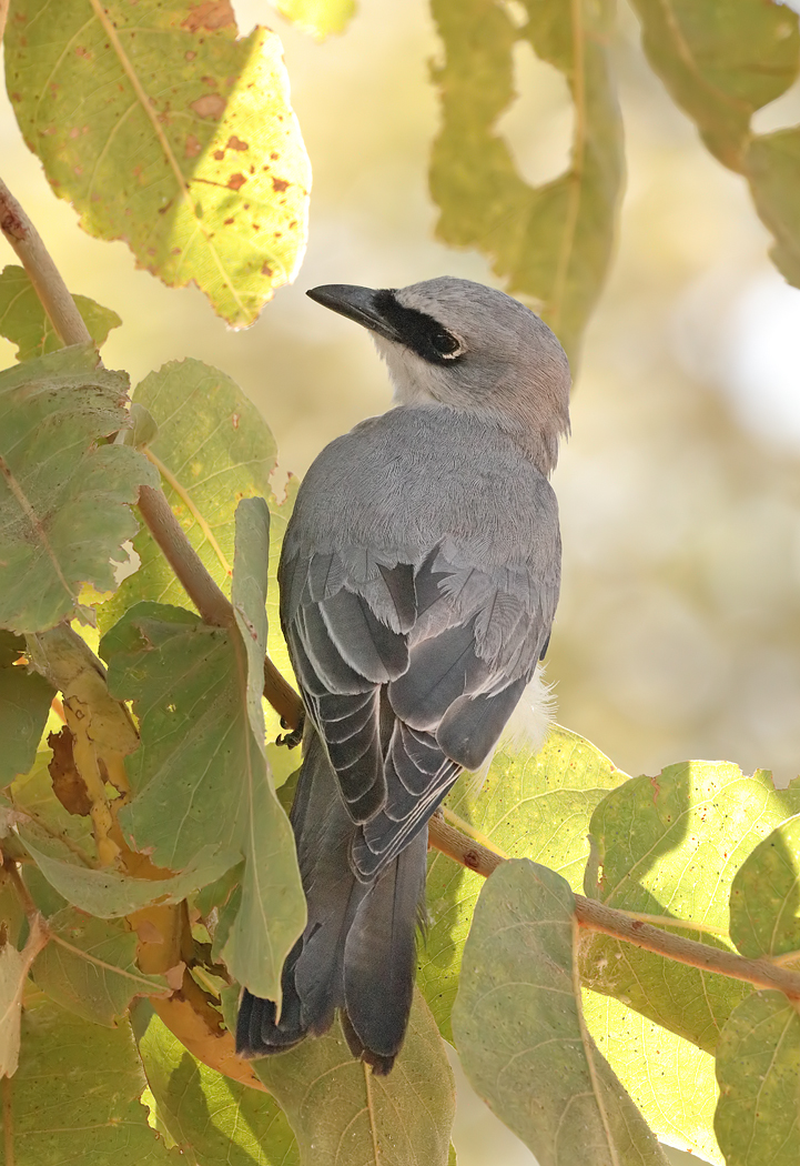 White-bellied Cuckoo-shrike (Image ID 32288)