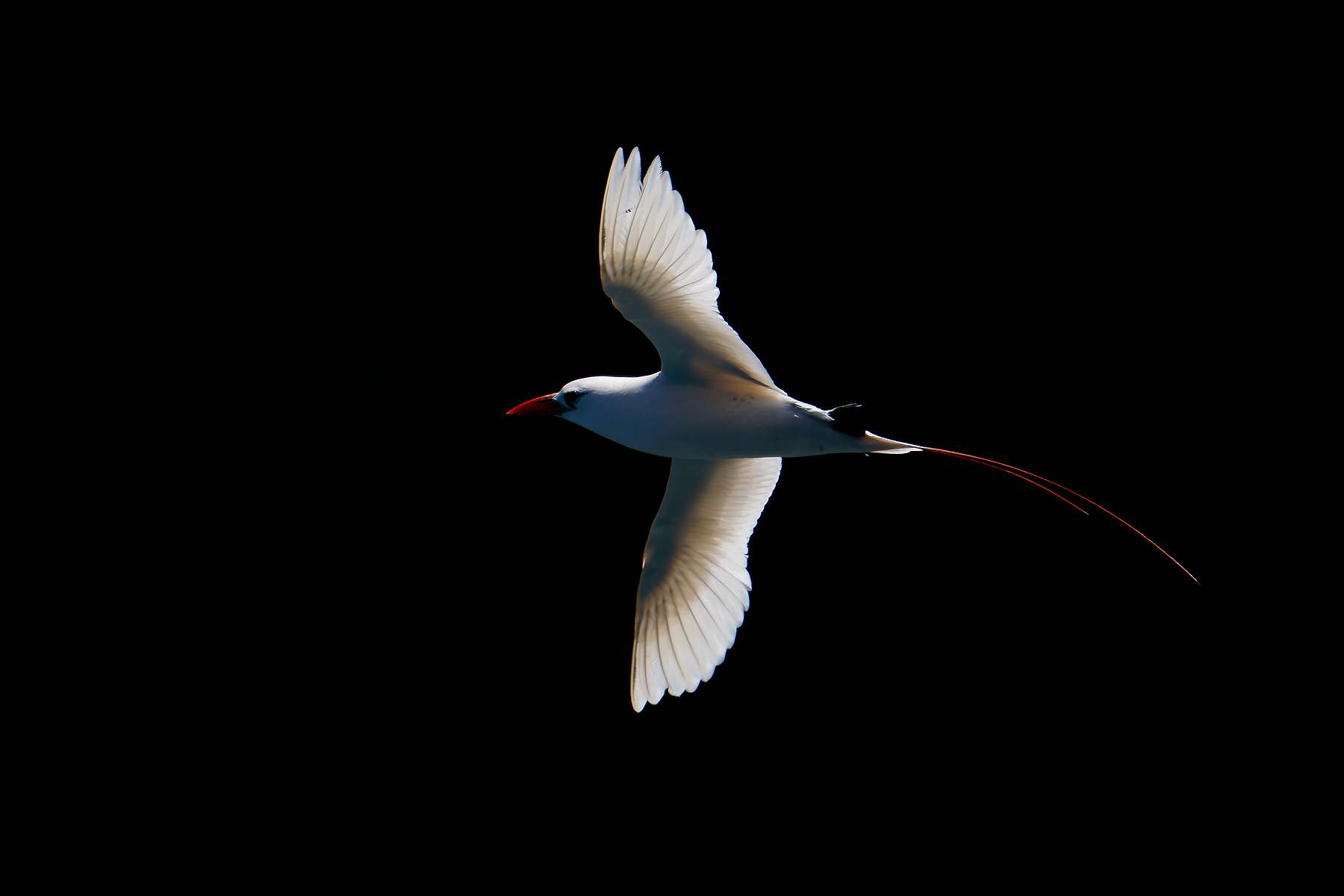 Red-tailed Tropicbird (Image ID 50421)