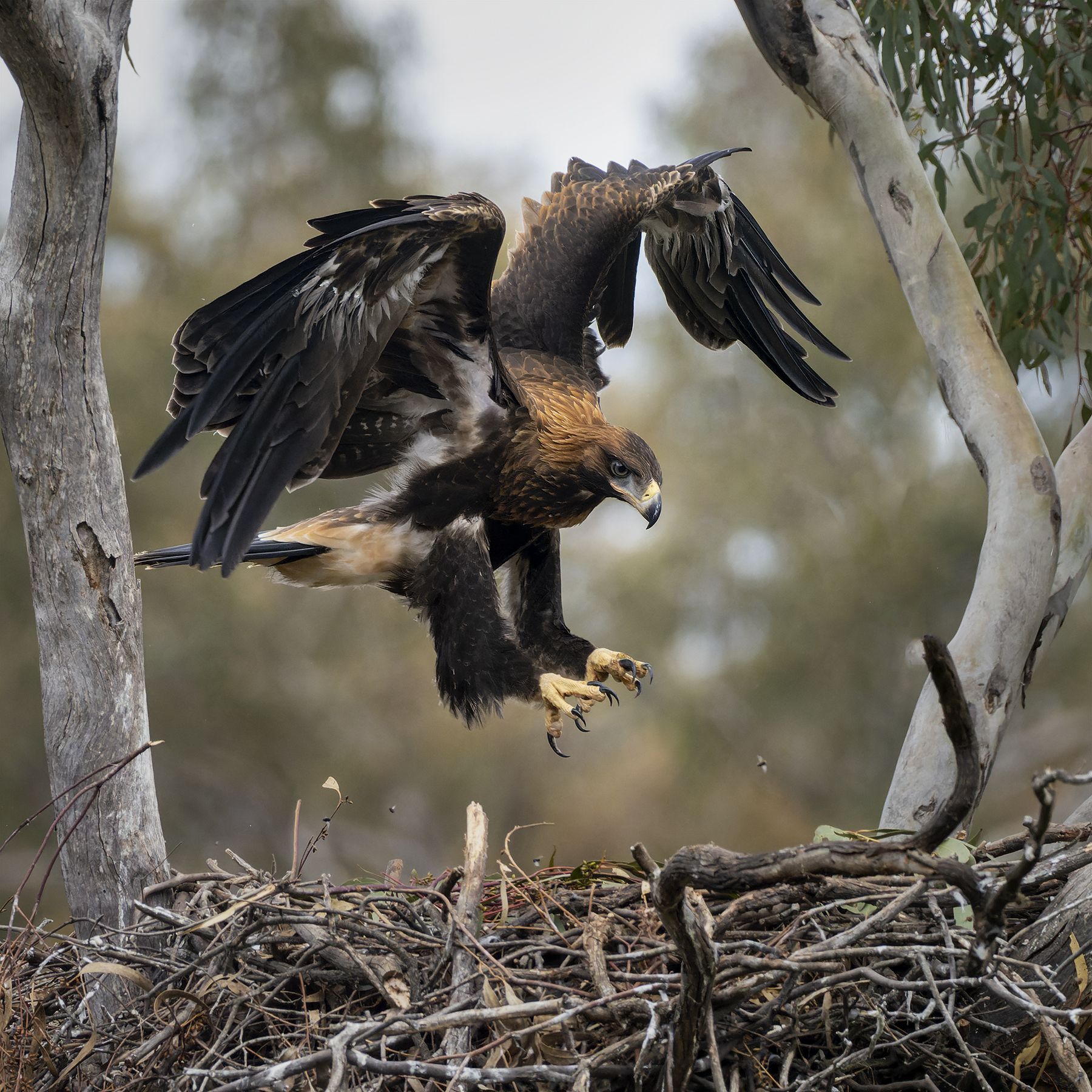 Wedge-tailed Eagle (Image ID 50181)