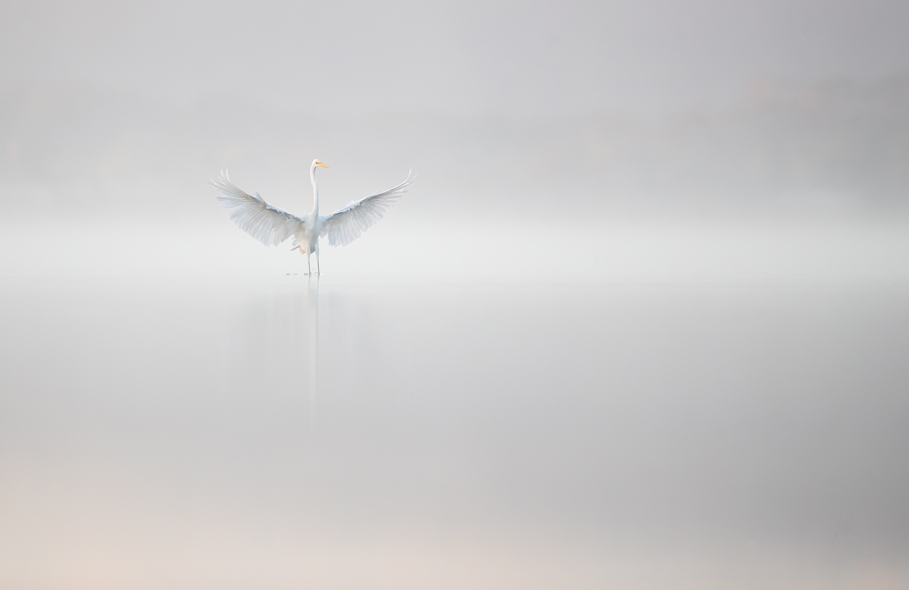 Great Egret (Image ID 50535)