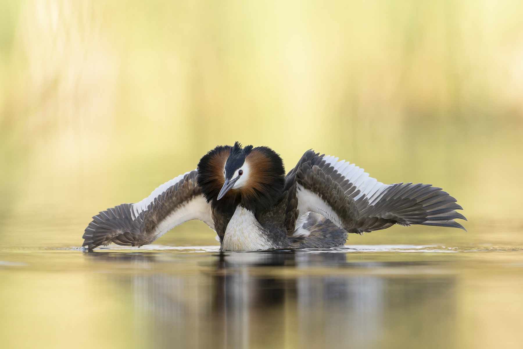 Great Crested Grebe (Image ID 50766)