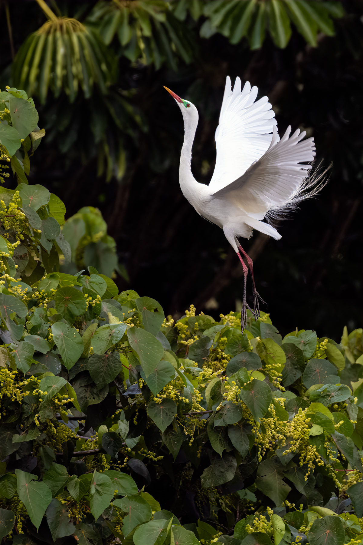 Plumed Egret (Image ID 50802)