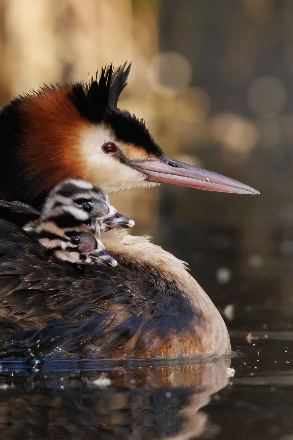 Great Crested Grebe (Image ID 50631)