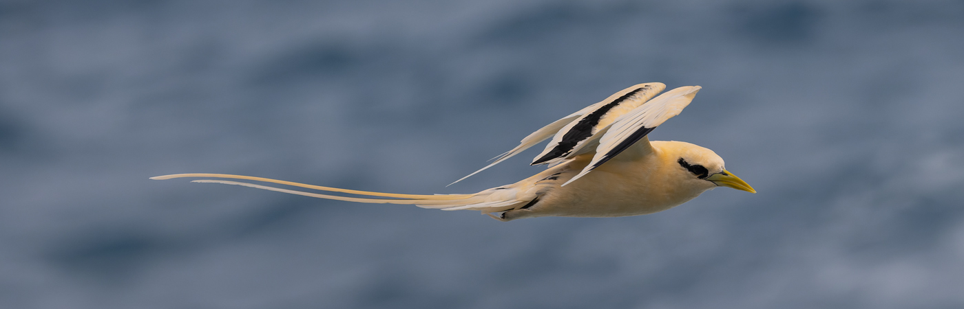White-tailed Tropicbird (Image ID 51565)