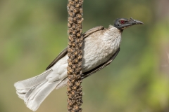 Noisy Friarbird (Image ID 61594)