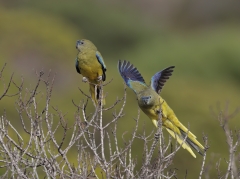 Rock Parrot (Image ID 62821)