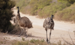 Emu (Image ID 62822)
