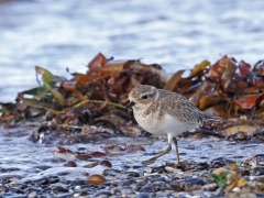 Double-banded Plover (Image ID 62698)