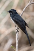 Willie Wagtail (Image ID 62719)