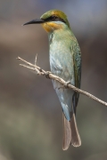 Rainbow Bee-eater (Image ID 62783)