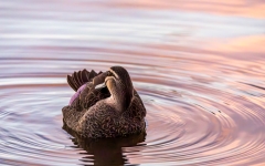 Pacific Black Duck (Image ID 62762)