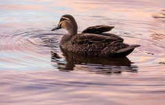 Pacific Black Duck (Image ID 62761)