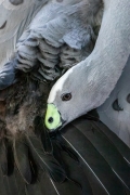 Cape Barren Goose (Image ID 62718)