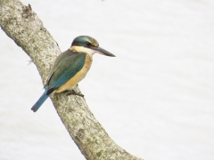 Sacred Kingfisher (Image ID 62758)