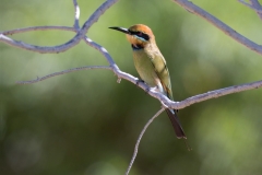 Rainbow Bee-eater (Image ID 62779)