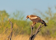 Wedge-tailed Eagle (Image ID 62770)