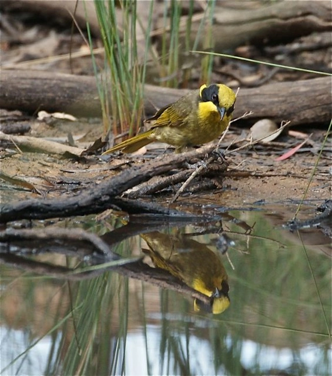 Yellow-tufted Honeyeater (Image ID 3815) Yellow-tufted Honeyeater (Image ID 3815)