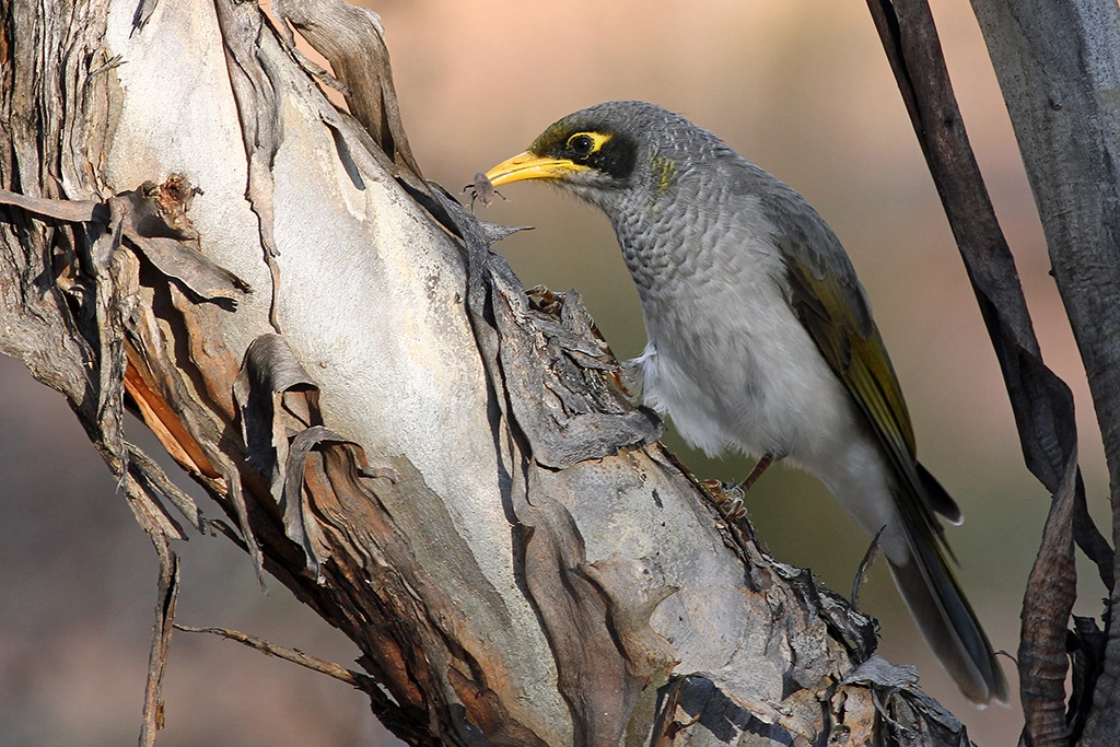 Black-eared Miner (Image ID 6722) Black-eared Miner (Image ID 6722)