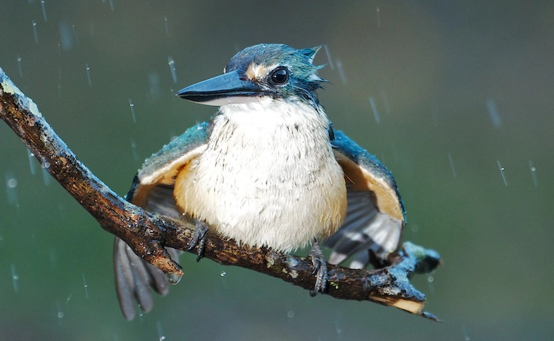 Sacred Kingfisher (Image ID 8929)