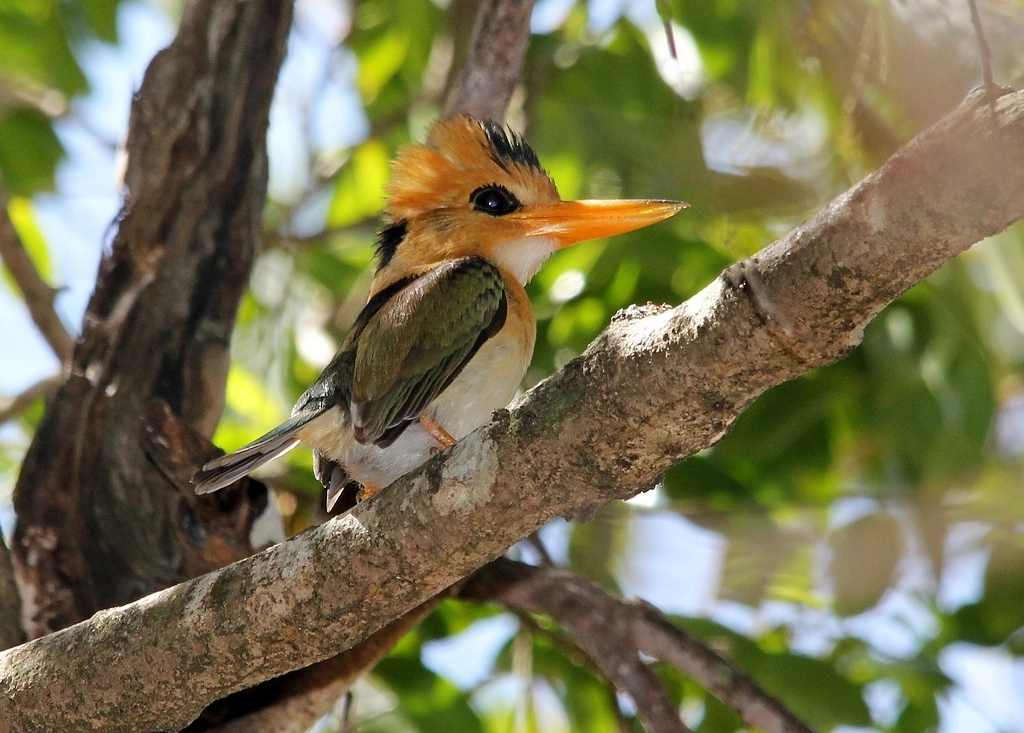 Yellow-billed Kingfisher (Image ID 8947)