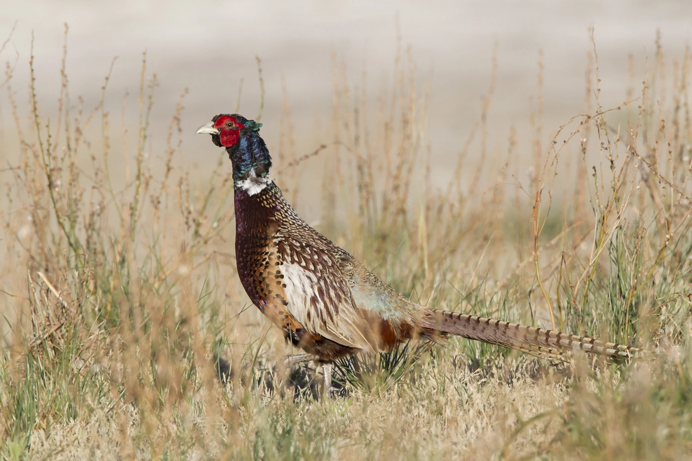 Common Pheasant (Image ID 15881) Common Pheasant (Image ID 15881)