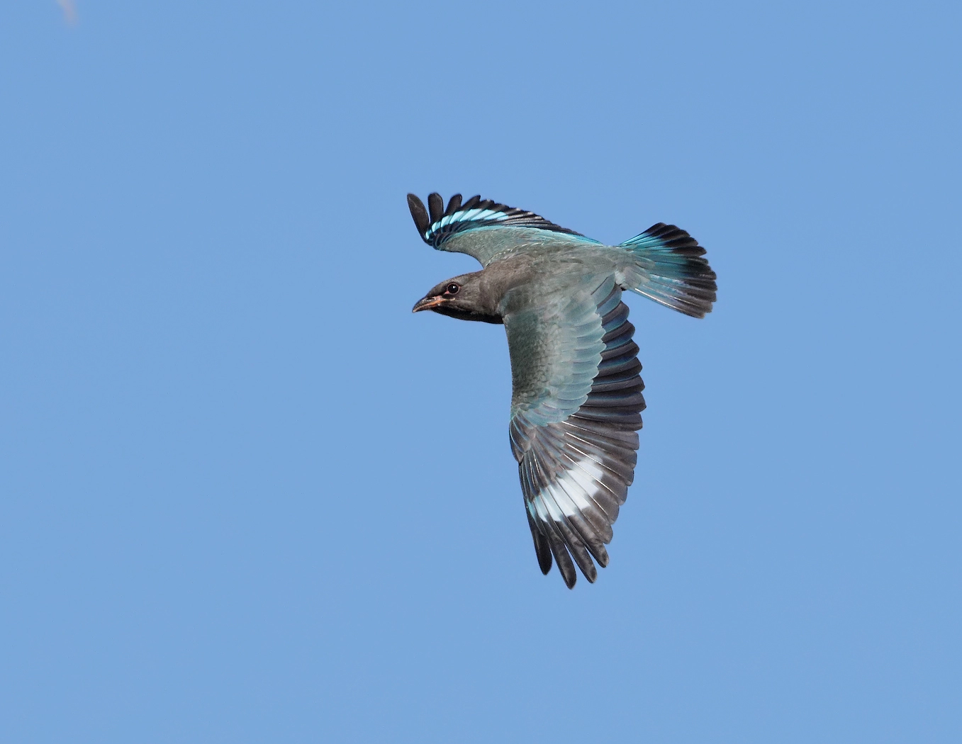 Oriental Dollarbird (Image ID 23773) Oriental Dollarbird (Image ID 23773)