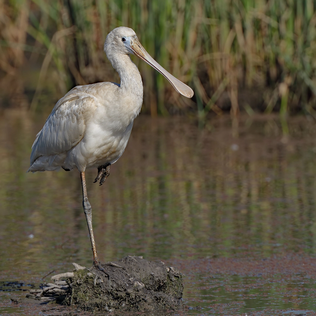 Yellow-billed Spoonbill (Image ID 24636) Yellow-billed Spoonbill (Image ID 24636)
