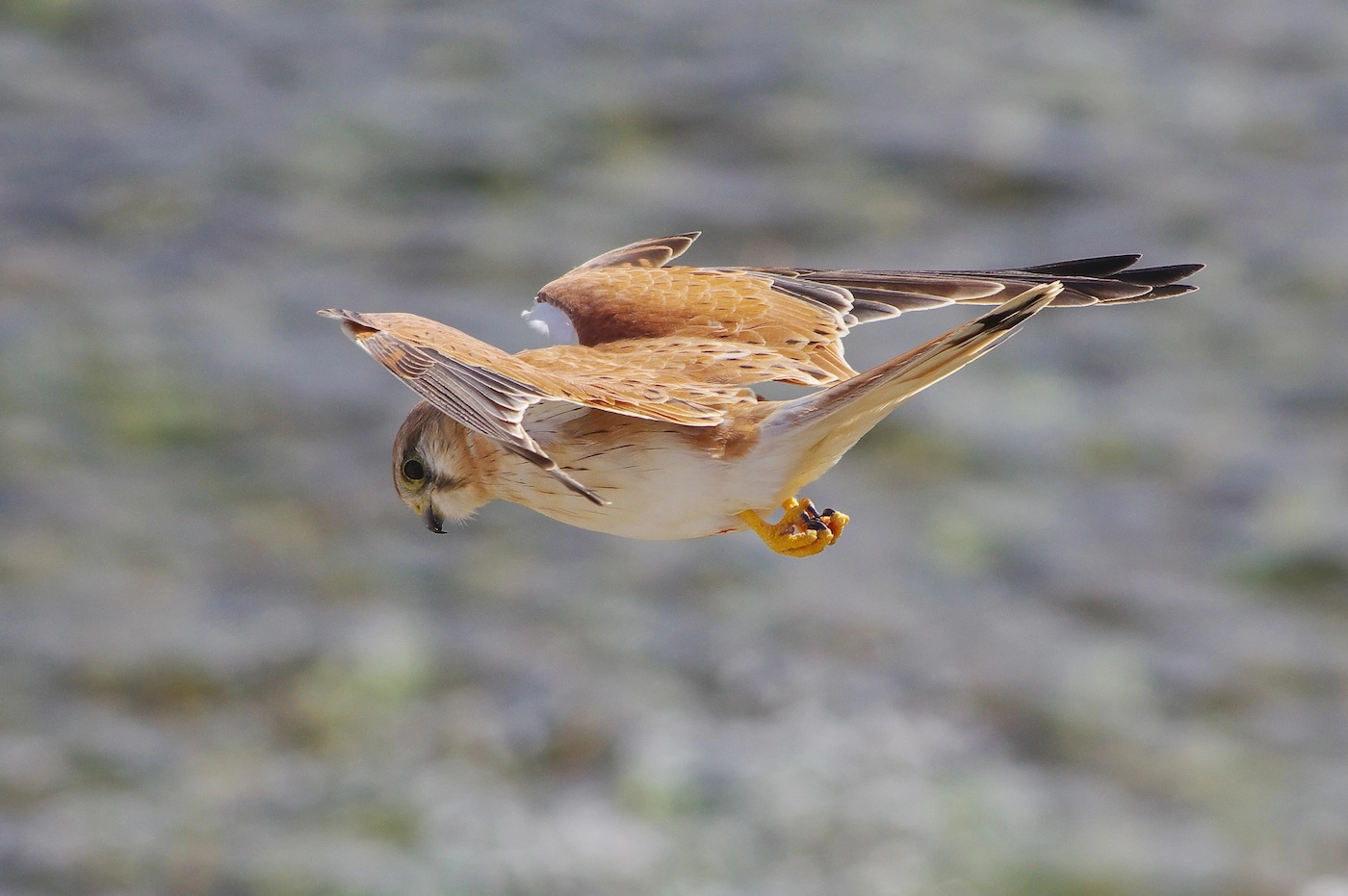 Nankeen Kestrel (Image ID 26314) Nankeen Kestrel (Image ID 26314)