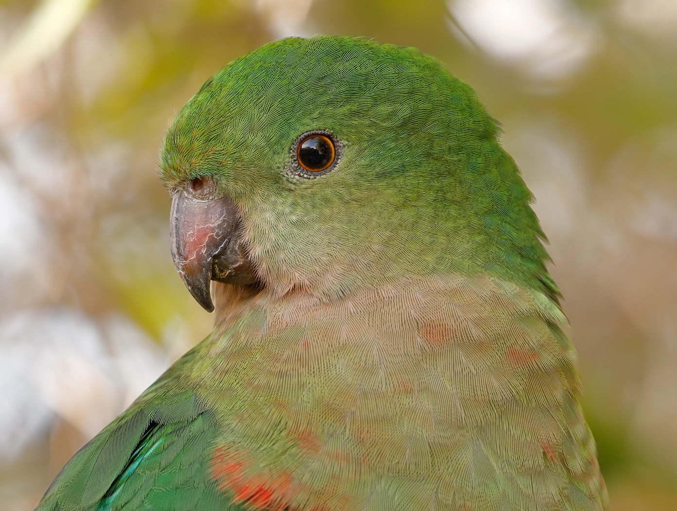 Australian King-Parrot (Image ID 26756) Australian King-Parrot (Image ID 26756)
