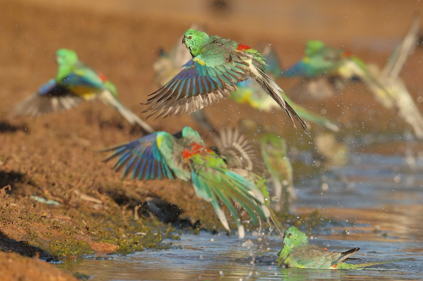 Red-rumped Parrot (Image ID 26653) Red-rumped Parrot (Image ID 26653)