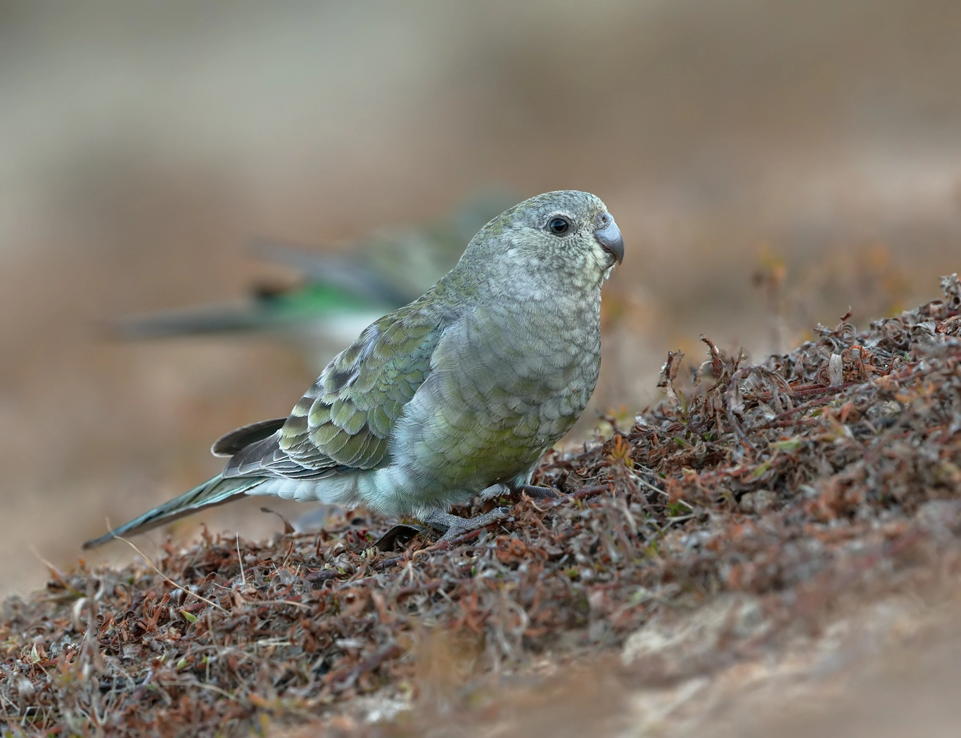 Red-rumped Parrot (Image ID 26758)