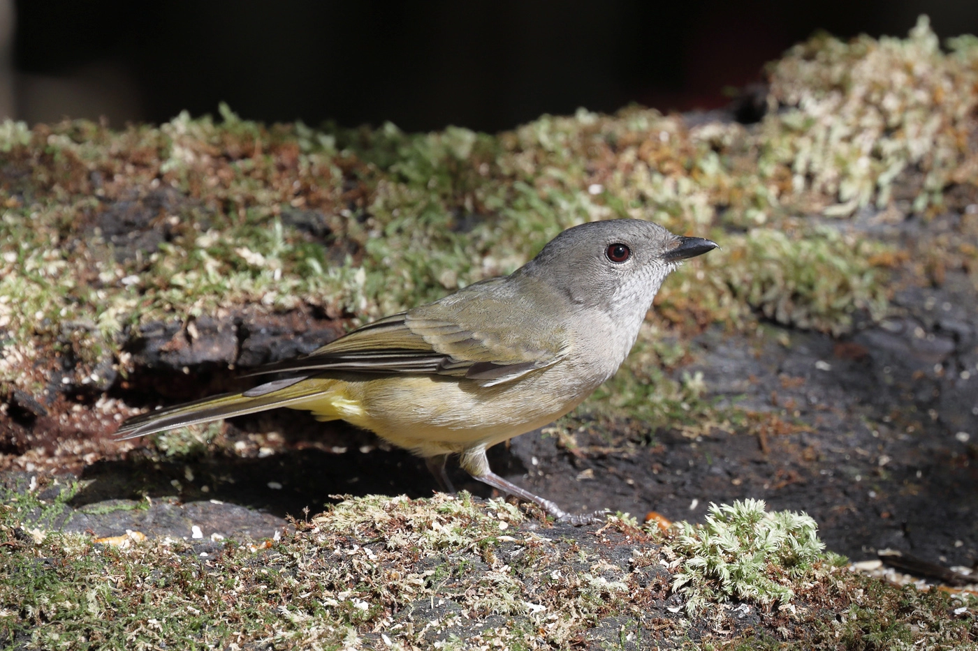Golden Whistler (Image ID 27019) Golden Whistler (Image ID 27019)