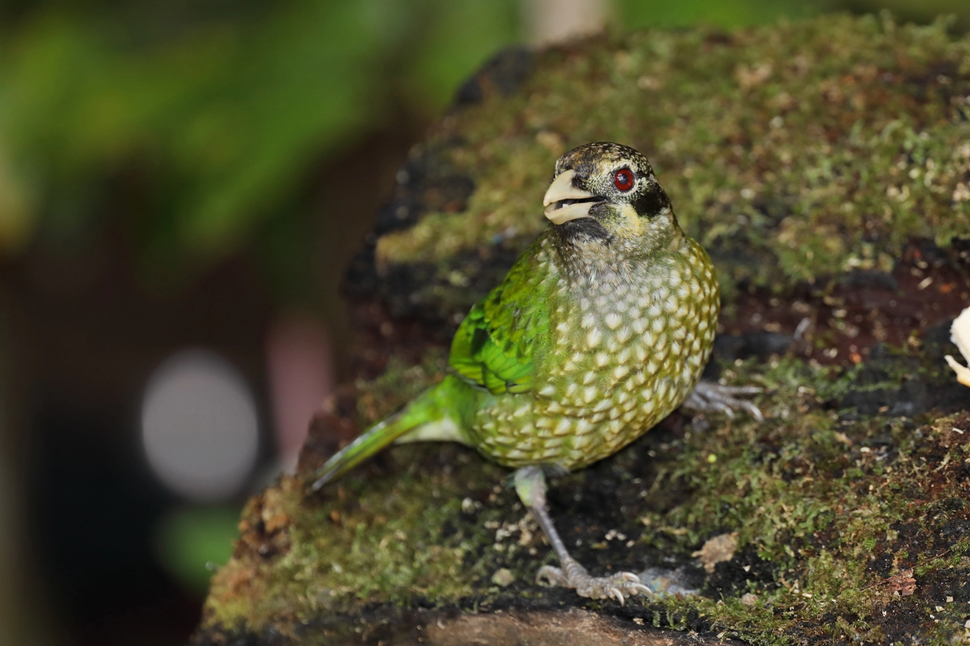 Black-eared Catbird (Image ID 27020) Black-eared Catbird (Image ID 27020)
