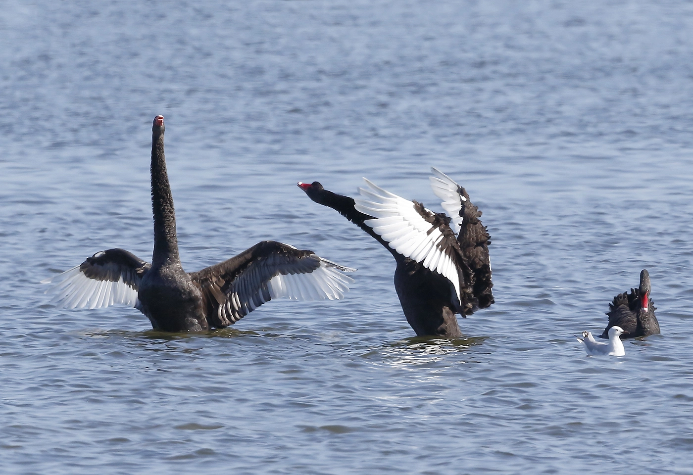 Black Swan (Image ID 26966) Black Swan (Image ID 26966)