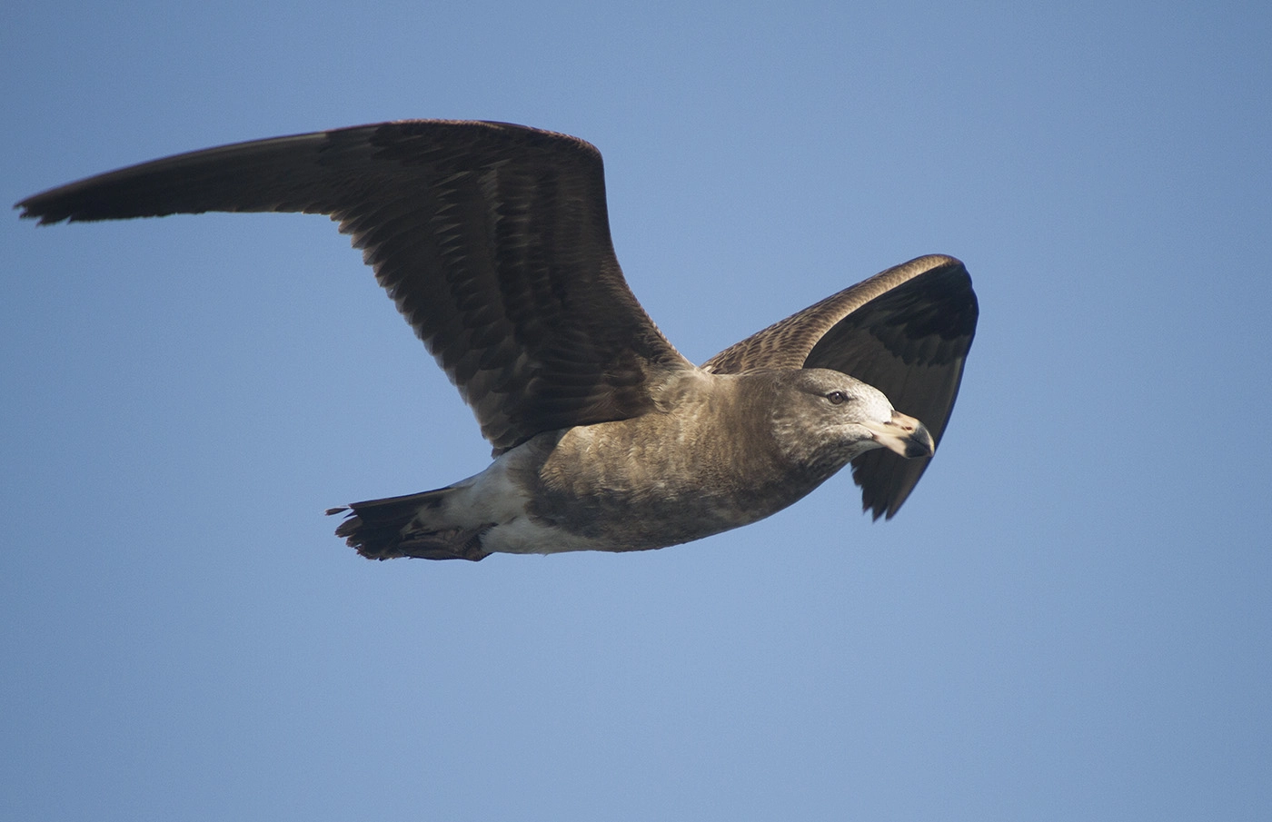 Pacific Gull (Image ID 27026) Pacific Gull (Image ID 27026)