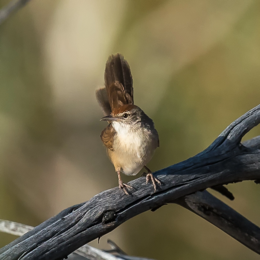 Spinifexbird (Image ID 27799) Spinifexbird (Image ID 27799)
