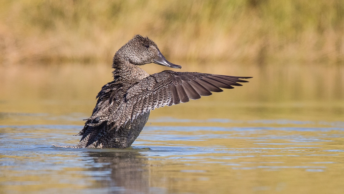 Freckled Duck (Image ID 28012) Freckled Duck (Image ID 28012)