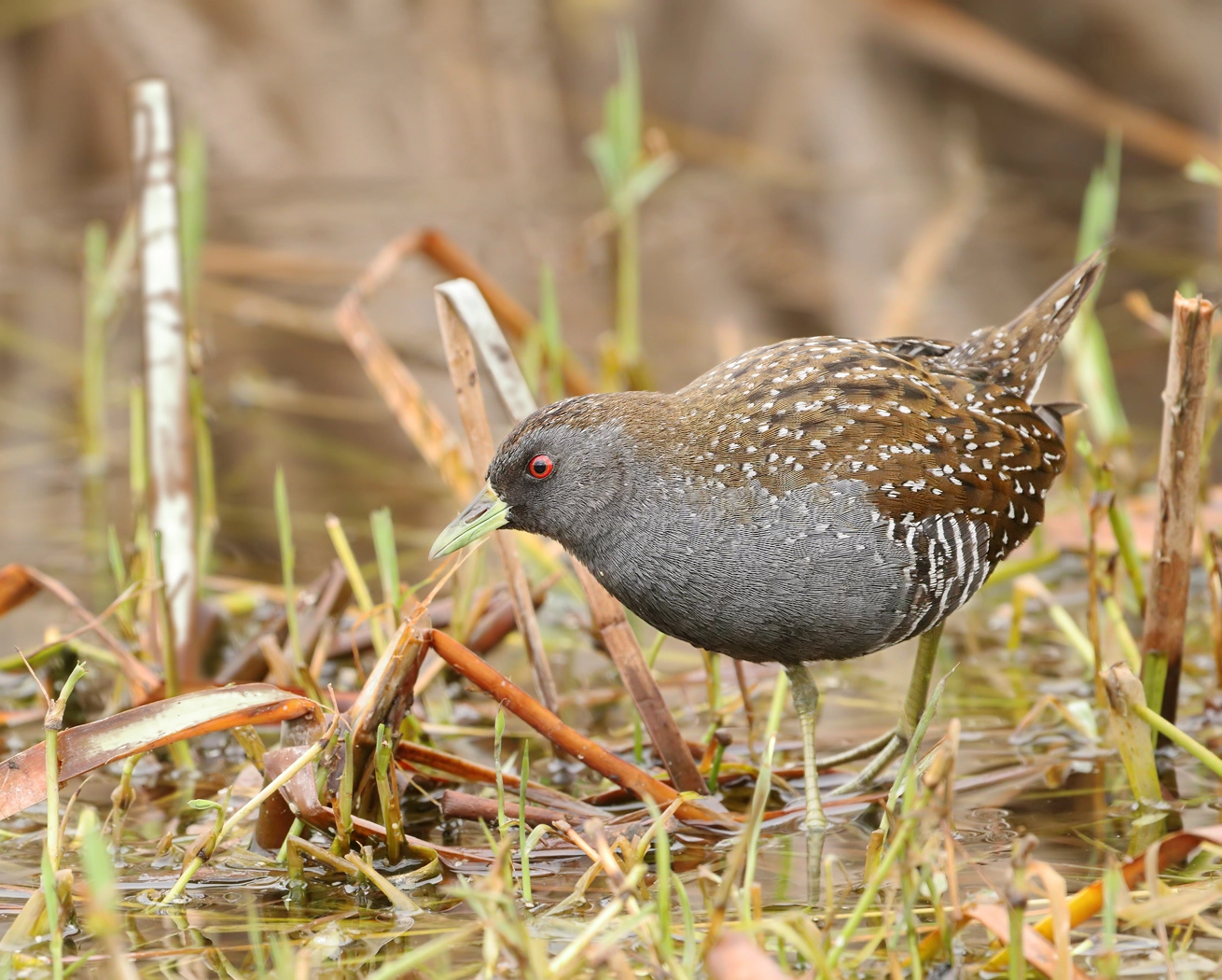 Australian Spotted Crake (Image ID 29779) Australian Spotted Crake (Image ID 29779)