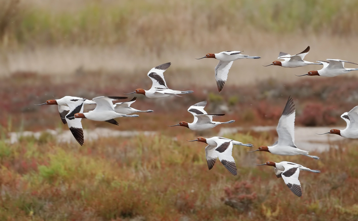 Red-necked Avocet (Image ID 29780)