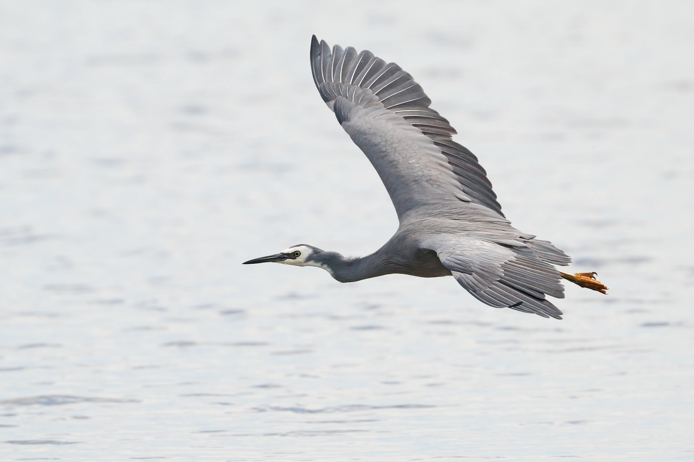 White-faced Heron (Image ID 29781)