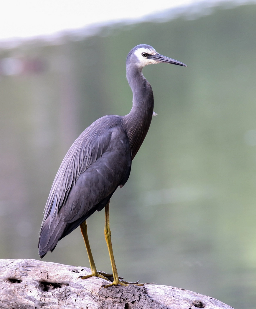 White-faced Heron (Image ID 29339) White-faced Heron (Image ID 29339)