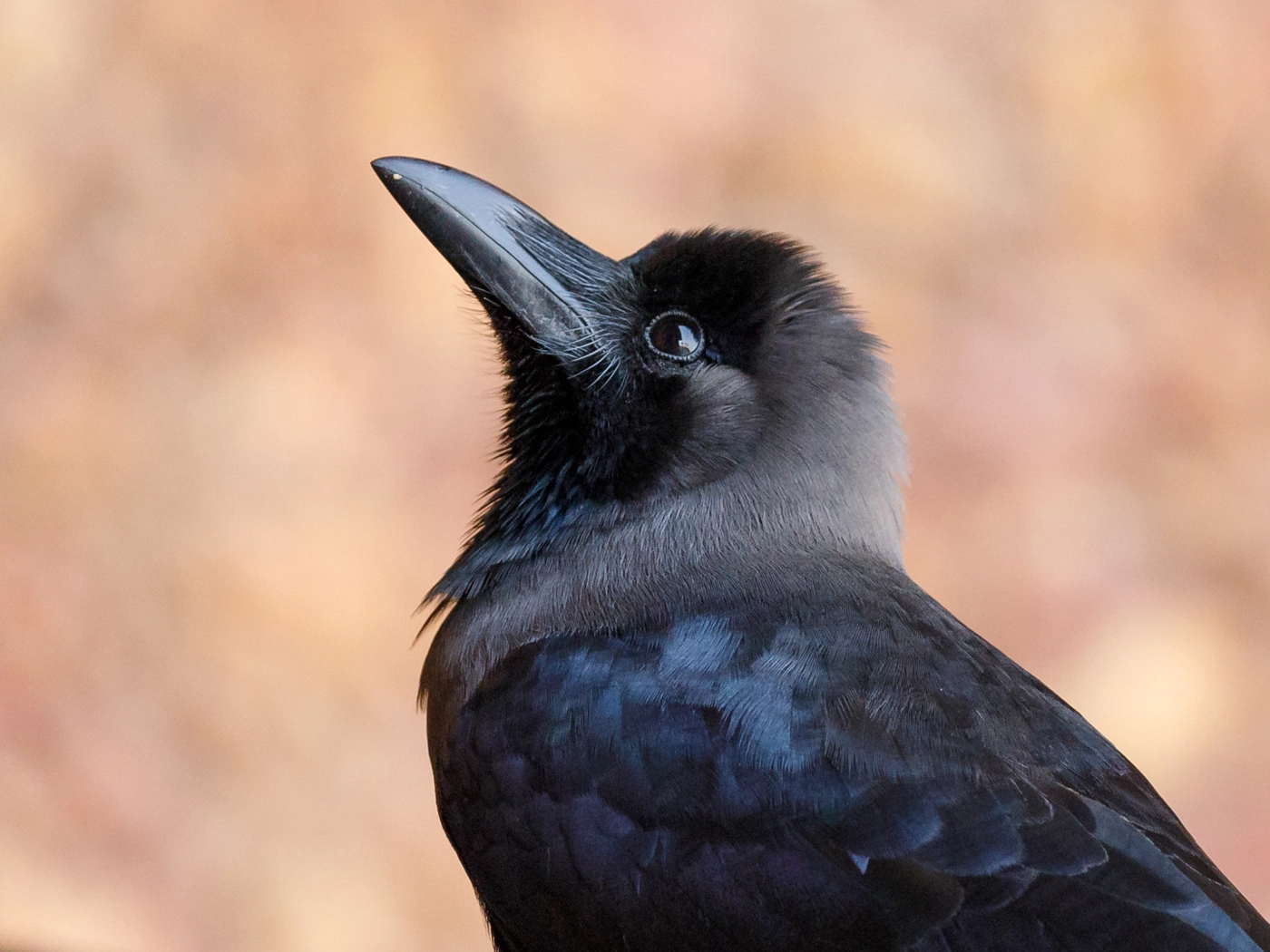 House Crow (Image ID 29778) House Crow (Image ID 29778)