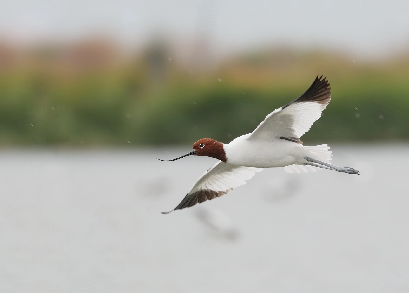 Red-necked Avocet (Image ID 29845) Red-necked Avocet (Image ID 29845)