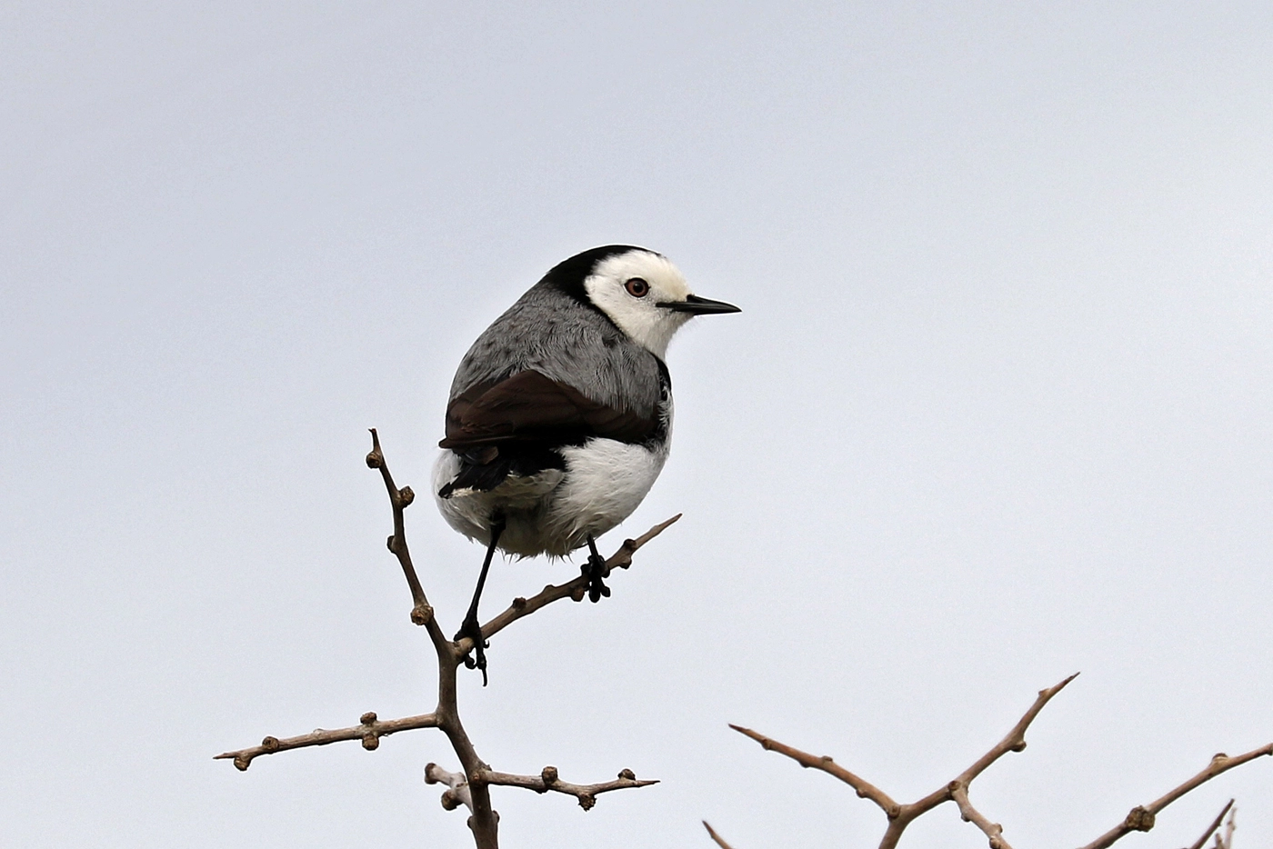 White-fronted Chat (Image ID 29822)